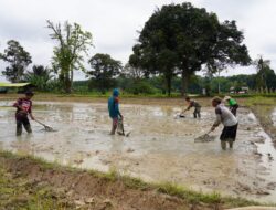 Sukseskan Ketahanan Pangan Nasional, PT Agrinas Pangan Nusantara dan Puslatpur TNI AD Gelar Tabur Benih Padi Gamagora 7