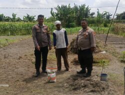 Dukung Program Ketahanan Pangan, Polsek Bukitraya lakukan Pengecekan lahan jagung pipil Marpoyan