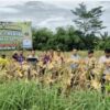Polsek Tigaraksa Polresta Tangerang : Panen Jagung Program 1 Desa 2 Hektar di Desa Mekarsari