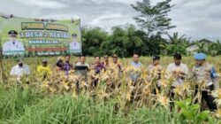 Polsek Tigaraksa Polresta Tangerang : Panen Jagung Program 1 Desa 2 Hektar di Desa Mekarsari