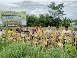 Polsek Tigaraksa Polresta Tangerang : Panen Jagung Program 1 Desa 2 Hektar di Desa Mekarsari