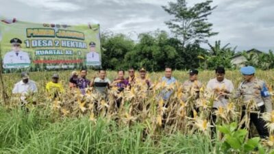 Polsek Tigaraksa Polresta Tangerang : Panen Jagung Program 1 Desa 2 Hektar di Desa Mekarsari