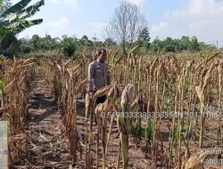 Kapolsek Payung Sekaki Cek Jagung, Panen Diprediksi Awal Juni 2026