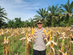 Panen Raya Jagung Serentak Kuartal I Tahun 2026 di Desa Teluk Sejuah Dukung Program Pemerintah dalam Mewujudkan Ketahanan Pangan