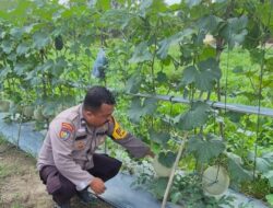 Bhabinkamtibmas Polsek Kelayang Sambangi Warga dan Petani Melon, Perkuat Kamtibmas serta Dukung Ketahanan Pangan