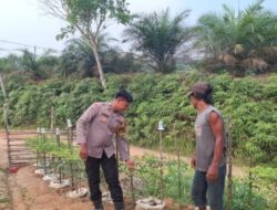 Bhabinkamtibmas Polsek Kelayang Dampingi Petani Sayur Cek Perkembangan Tanaman Cabai di Desa Binaan