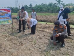 Polsek Batu Hampar Tanam Jagung 2 Hektare, Perkuat Ketahanan Pangan Asta Cita Presiden
