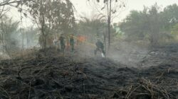 Sinergi TNI-Polri dan Tim Gabungan Bergerak Cepat Atasi Kebakaran Hutan dan Lahan di Rimba Panjang